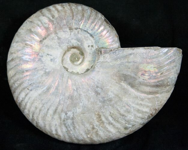Silver Iridescent Ammonite - Madagascar #13694